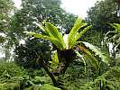 Botanic Gardens Singapore - National Orchid Garden