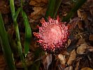Botanic Gardens Singapore - National Orchid Garden