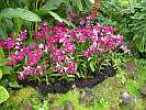 Botanic Gardens Singapore - National Orchid Garden