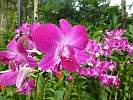 Botanic Gardens Singapore - National Orchid Garden