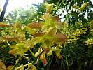 Botanic Gardens Singapore - National Orchid Garden