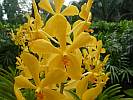 Botanic Gardens Singapore - National Orchid Garden