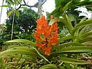 Botanic Gardens Singapore - National Orchid Garden