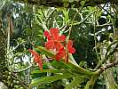 Botanic Gardens Singapore - National Orchid Garden