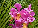Botanic Gardens Singapore - National Orchid Garden