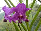 Botanic Gardens Singapore - National Orchid Garden