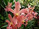 Botanic Gardens Singapore - National Orchid Garden