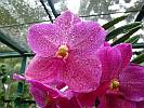 Botanic Gardens Singapore - National Orchid Garden