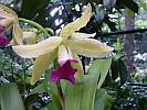 Botanic Gardens Singapore - National Orchid Garden