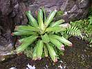 Botanic Gardens Singapore - National Orchid Garden