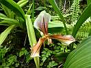 Botanic Gardens Singapore - National Orchid Garden