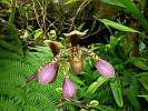 Botanic Gardens Singapore - National Orchid Garden