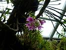 Botanic Gardens Singapore - National Orchid Garden