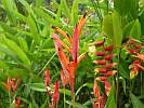 Botanic Gardens Singapore - National Orchid Garden