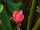 Botanic Gardens Singapore - National Orchid Garden