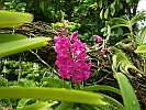 Botanic Gardens Singapore - National Orchid Garden