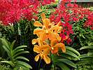 Botanic Gardens Singapore - National Orchid Garden