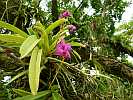 Botanic Gardens Singapore - National Orchid Garden