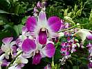 Botanic Gardens Singapore - National Orchid Garden