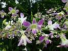 Botanic Gardens Singapore - National Orchid Garden