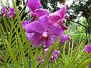 Botanic Gardens Singapore - National Orchid Garden