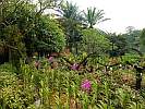 Botanic Gardens Singapore - National Orchid Garden