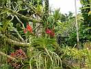 Botanic Gardens Singapore - National Orchid Garden