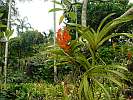 Botanic Gardens Singapore - National Orchid Garden