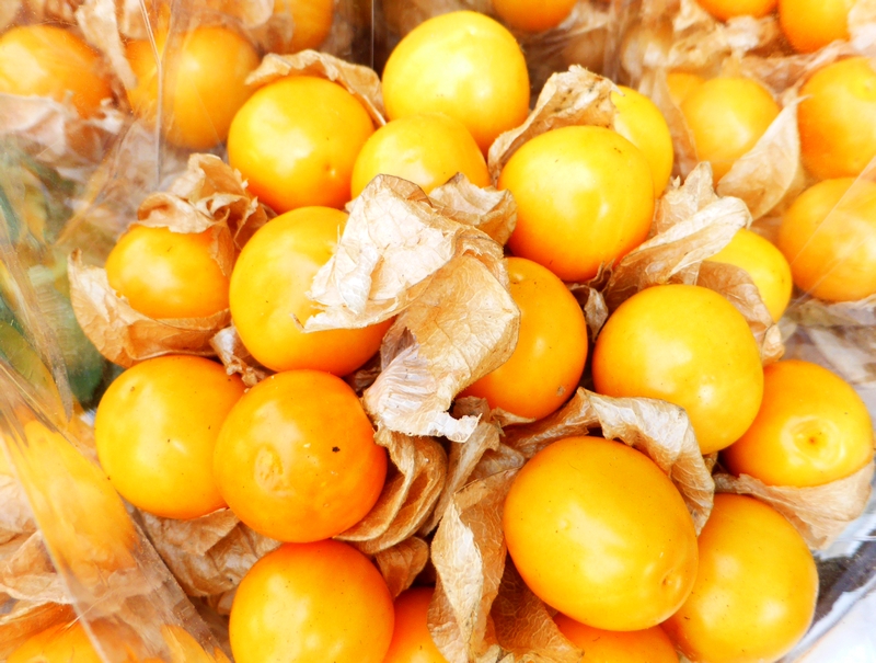 Physalis