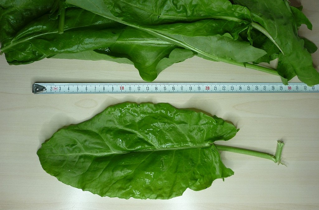 Sauerampfer (Rumex acetosa)