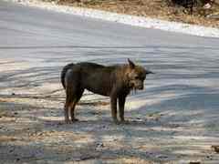 มูลนิธิศูนย์รักษ์สุนัขหัวหิน